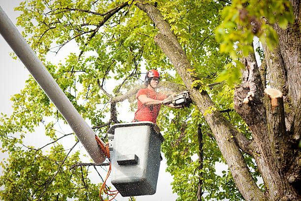 Best Tree Maintenance Programs  in Northwest Harborcreek, PA