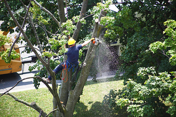 How Our Tree Care Process Works  in  Northwest Harborcreek, PA